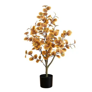 3 ft. Autumn Eucalyptus Tree